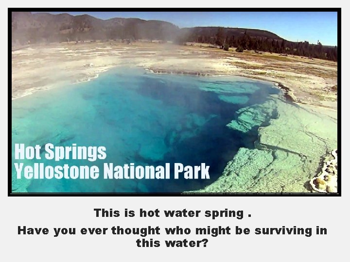 This is hot water spring. Have you ever thought who might be surviving in