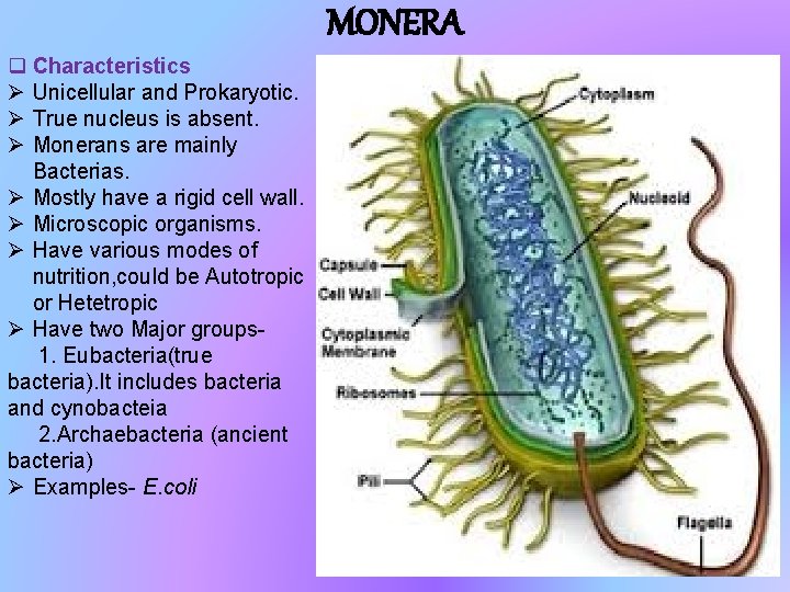 MONERA q Characteristics Ø Unicellular and Prokaryotic. Ø True nucleus is absent. Ø Monerans MONERA q Characteristics Ø Unicellular and Prokaryotic. Ø True nucleus is absent. Ø Monerans