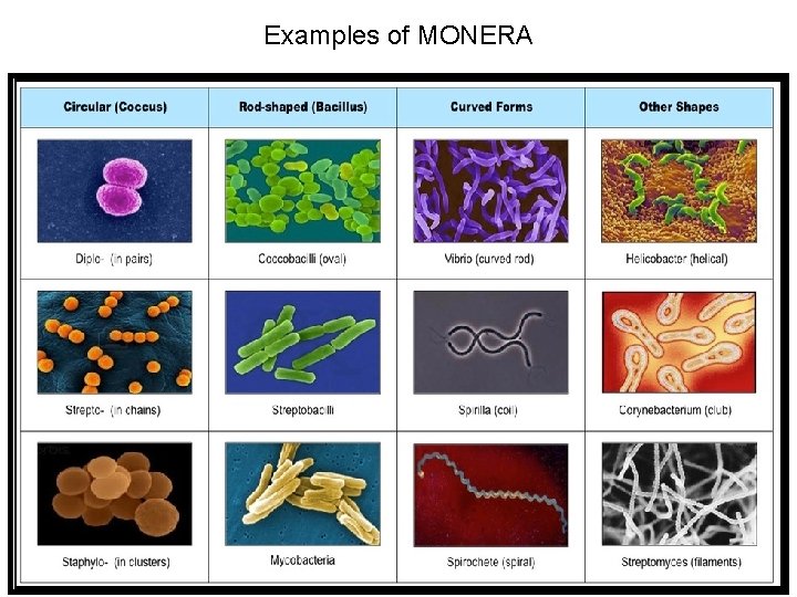 Examples of MONERA 