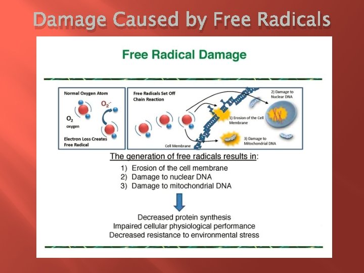 Damage Caused by Free Radicals 