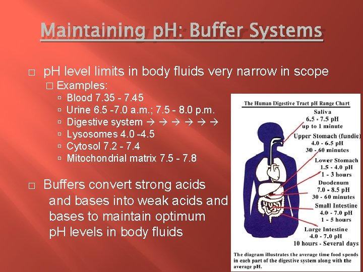 Maintaining p. H: Buffer Systems � p. H level limits in body fluids very