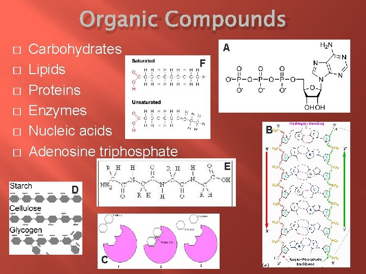 Organic Compounds � � � Carbohydrates Lipids Proteins Enzymes Nucleic acids Adenosine triphosphate A
