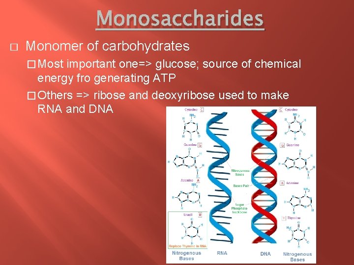 Monosaccharides � Monomer of carbohydrates � Most important one=> glucose; source of chemical energy