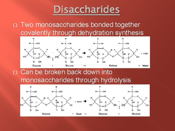Disaccharides � Two monosaccharides bonded together covalently through dehydration synthesis � Can be broken