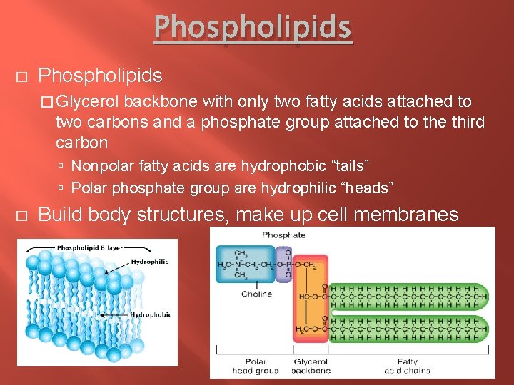 Phospholipids � Glycerol backbone with only two fatty acids attached to two carbons and