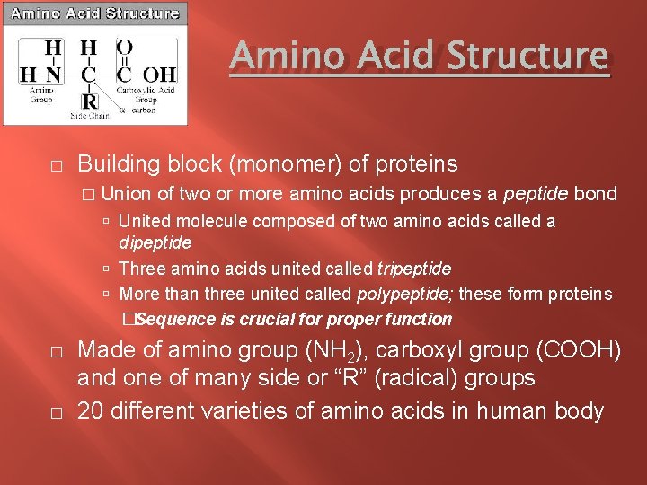 Amino Acid Structure � Building block (monomer) of proteins � Union of two or