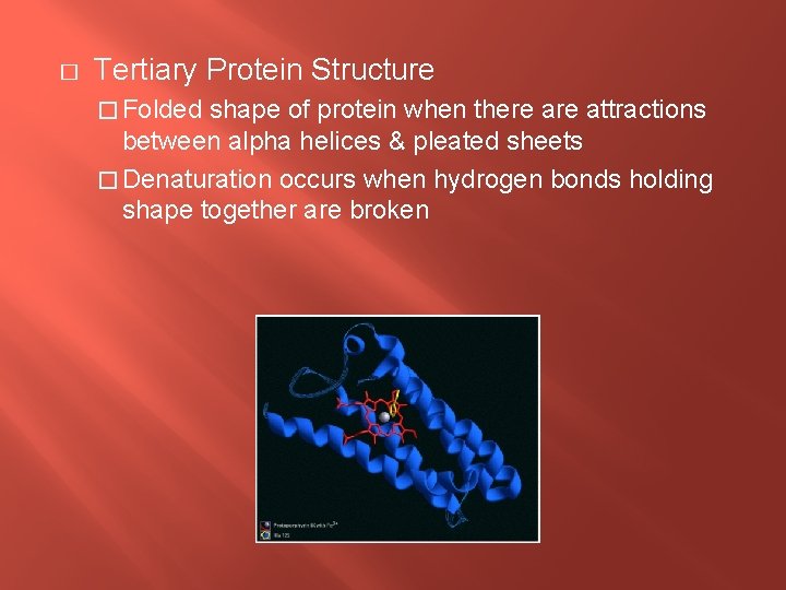 � Tertiary Protein Structure � Folded shape of protein when there attractions between alpha