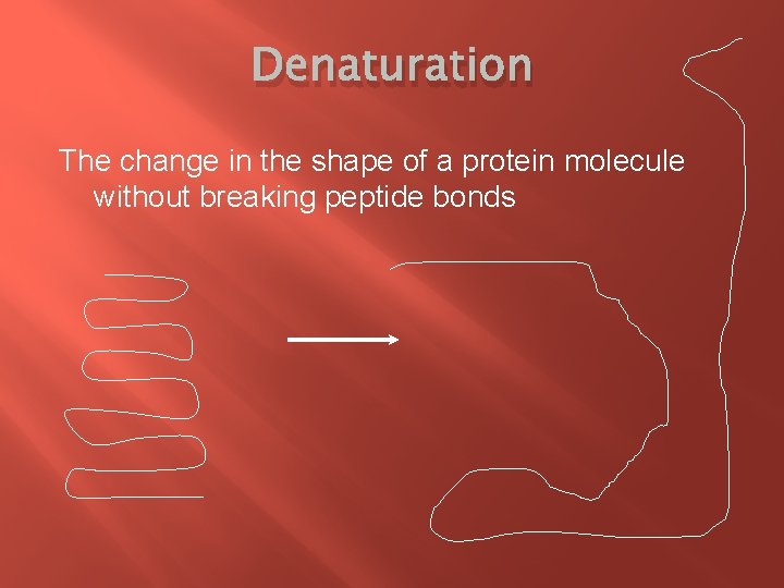 Denaturation The change in the shape of a protein molecule without breaking peptide bonds