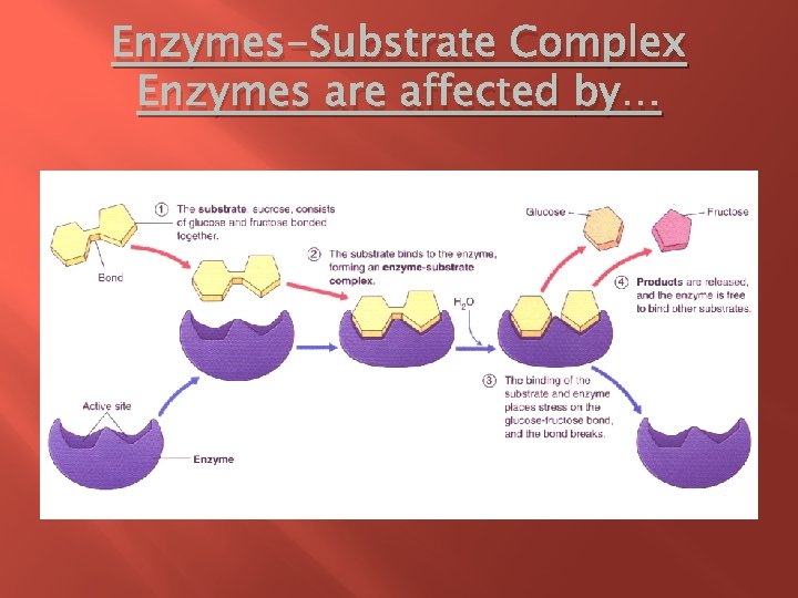 Enzymes-Substrate Complex Enzymes are affected by… 