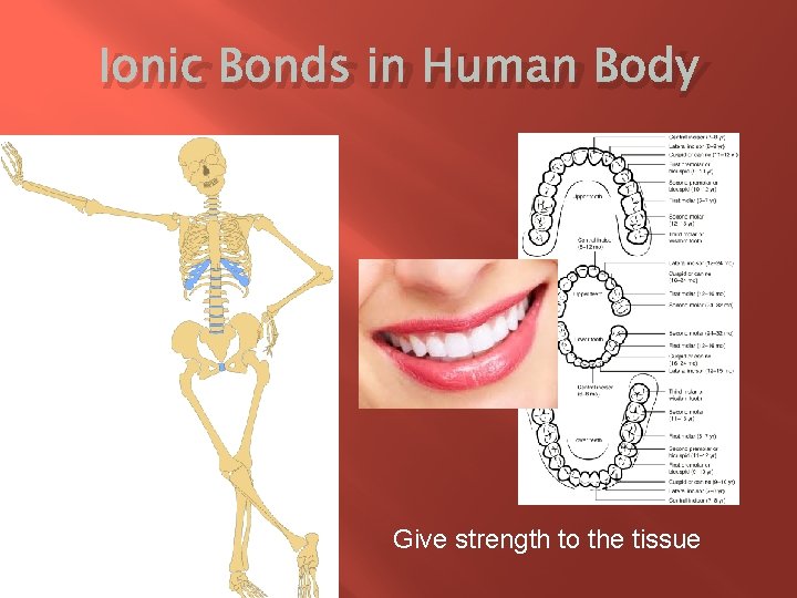 Ionic Bonds in Human Body � Nnn Give strength to the tissue 