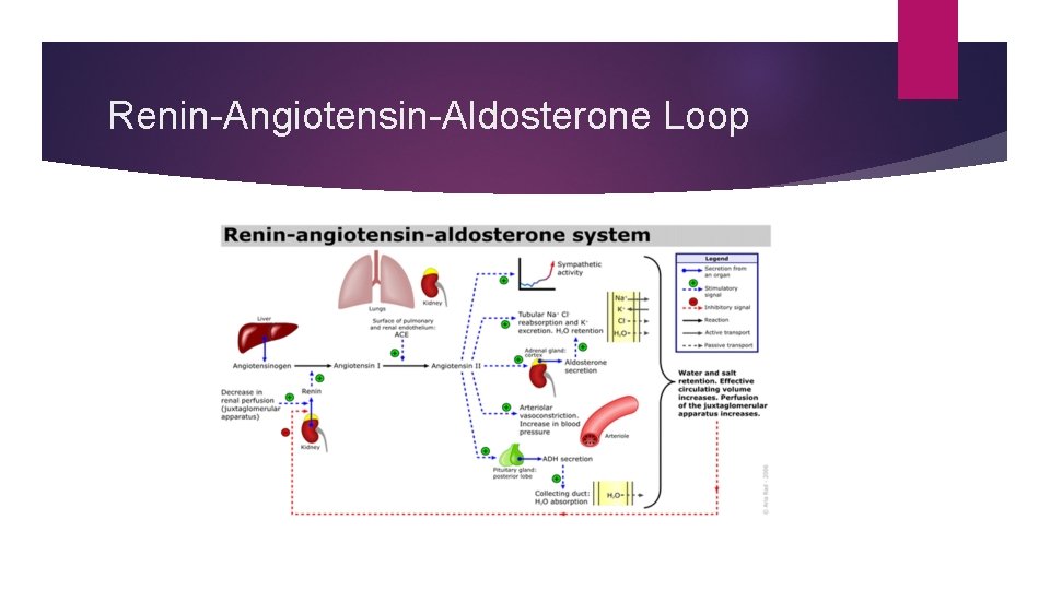 Renin-Angiotensin-Aldosterone Loop 