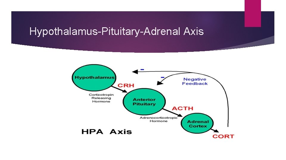 Hypothalamus-Pituitary-Adrenal Axis 