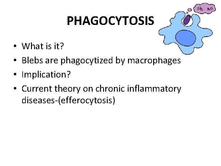 PHAGOCYTOSIS • • What is it? Blebs are phagocytized by macrophages Implication? Current theory