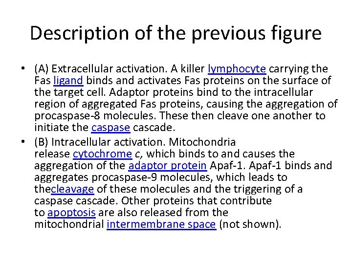 Description of the previous figure • (A) Extracellular activation. A killer lymphocyte carrying the
