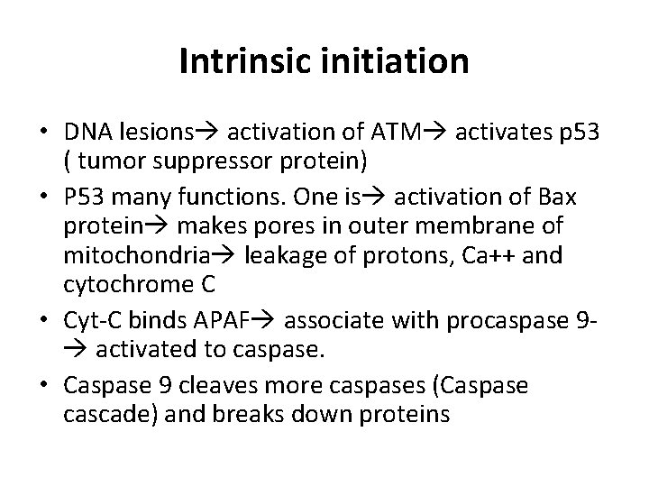 Intrinsic initiation • DNA lesions activation of ATM activates p 53 ( tumor suppressor