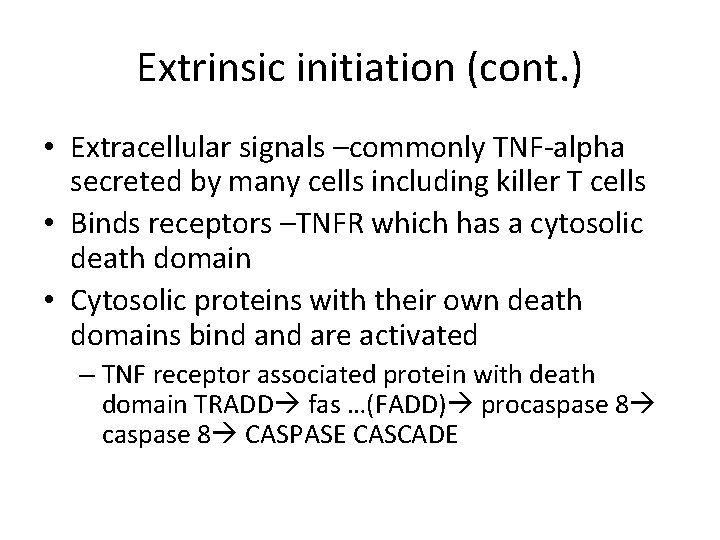 Extrinsic initiation (cont. ) • Extracellular signals –commonly TNF-alpha secreted by many cells including