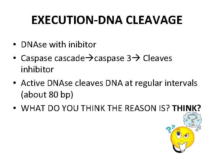 EXECUTION-DNA CLEAVAGE • DNAse with inibitor • Caspase cascade caspase 3 Cleaves inhibitor •
