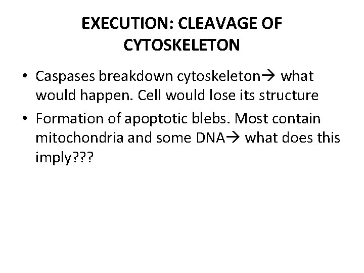 EXECUTION: CLEAVAGE OF CYTOSKELETON • Caspases breakdown cytoskeleton what would happen. Cell would lose