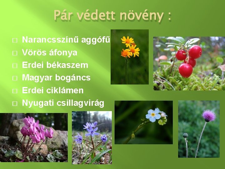 Pár védett növény : � � � Narancsszínű aggófű Vörös áfonya Erdei békaszem Magyar