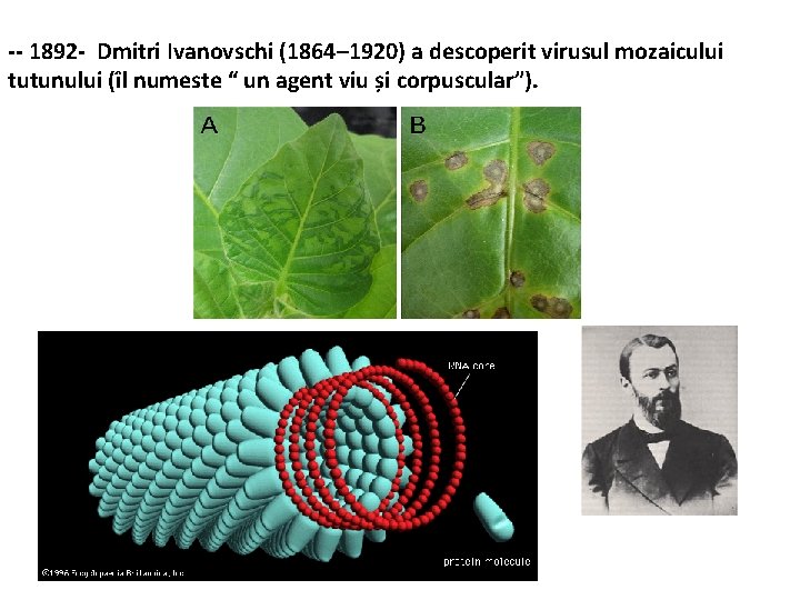 -- 1892 - Dmitri Ivanovschi (1864– 1920) a descoperit virusul mozaicului tutunului (îl numeste