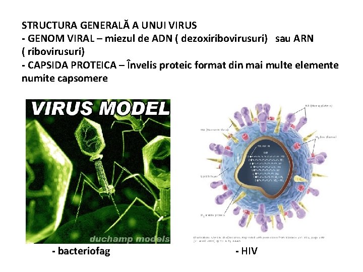 STRUCTURA GENERALĂ A UNUI VIRUS - GENOM VIRAL – miezul de ADN ( dezoxiribovirusuri)