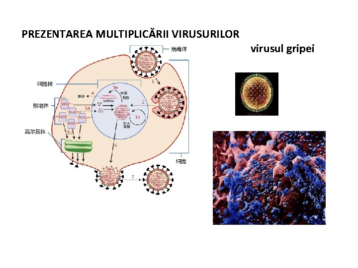 PREZENTAREA MULTIPLICĂRII VIRUSURILOR virusul gripei 