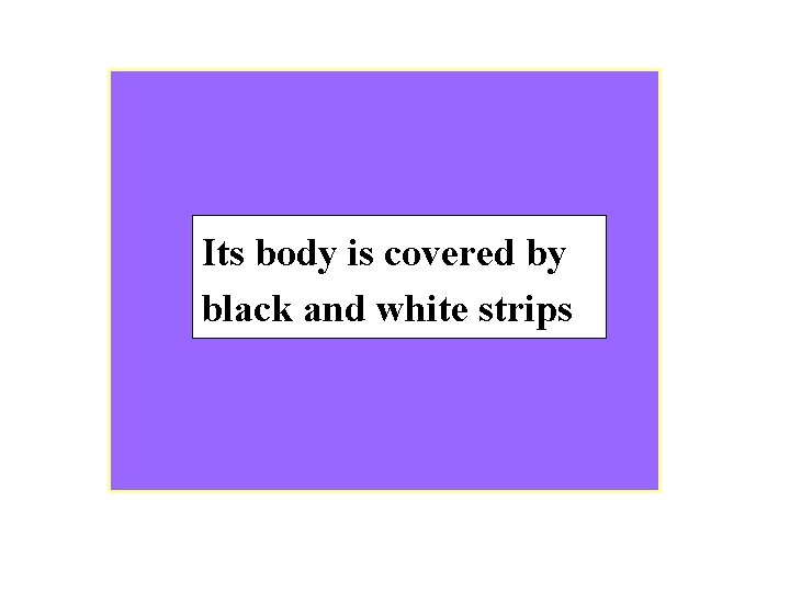 Its body is covered by black and white strips 