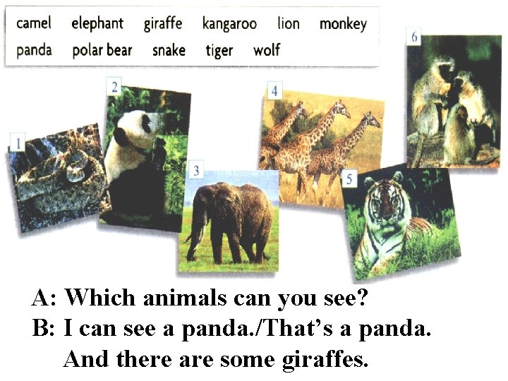 A: Which animals can you see? B: I can see a panda. /That’s a