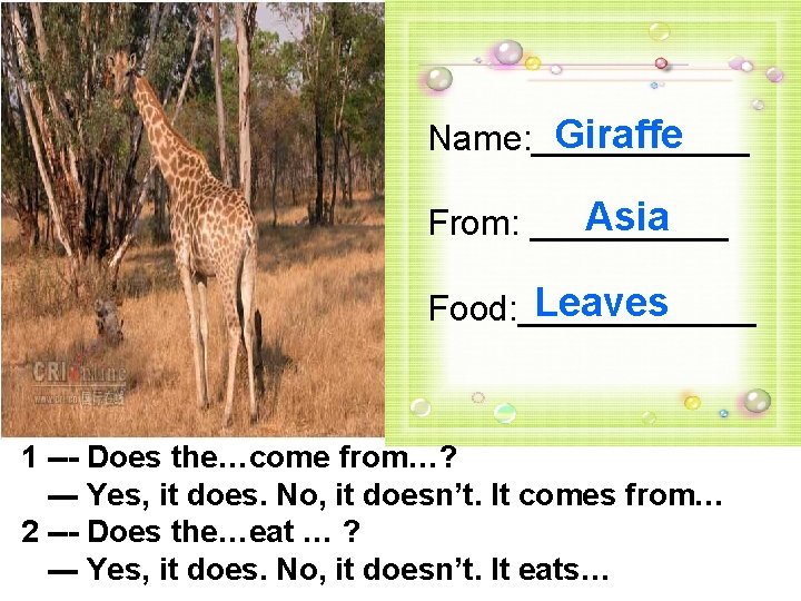 Giraffe Name: ______ Asia From: _____ Leaves Food: ______ 1 --- Does the…come from…?