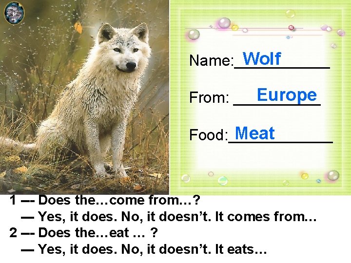 Wolf Name: ______ Europe From: _____ Meat Food: ______ 1 --- Does the…come from…?