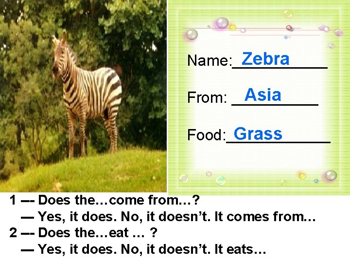 Zebra Name: ______ Asia From: _____ Grass Food: ______ 1 --- Does the…come from…?