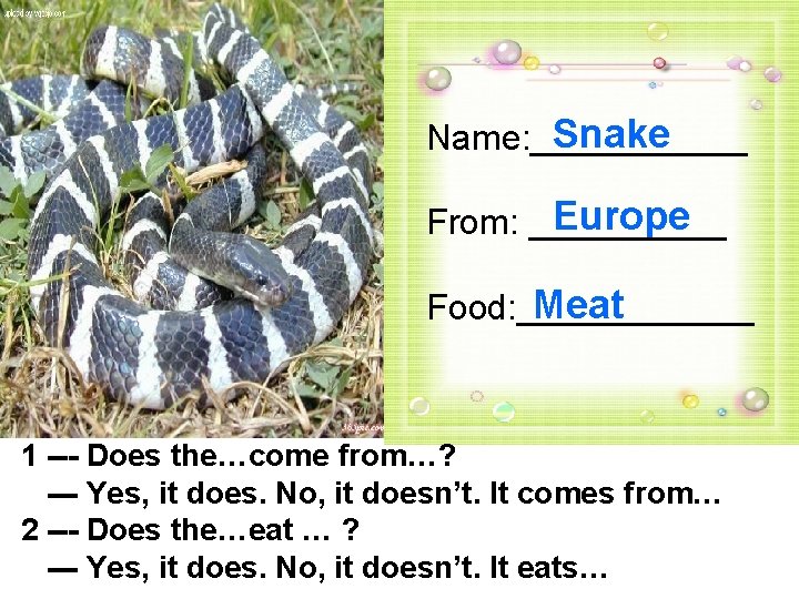 Snake Name: ______ Europe From: _____ Meat Food: ______ 1 --- Does the…come from…?