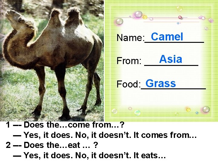 Camel Name: ______ Asia From: _____ Grass Food: ______ 1 --- Does the…come from…?
