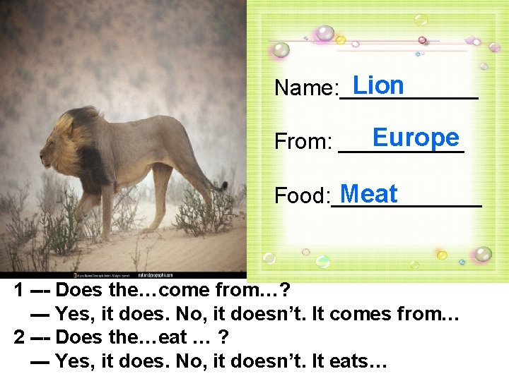 Lion Name: ______ Europe From: _____ Meat Food: ______ 1 --- Does the…come from…?