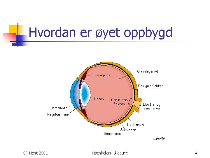 Hvordan er øyet oppbygd n GP Høst 2001 Høgskolen i Ålesund 4 