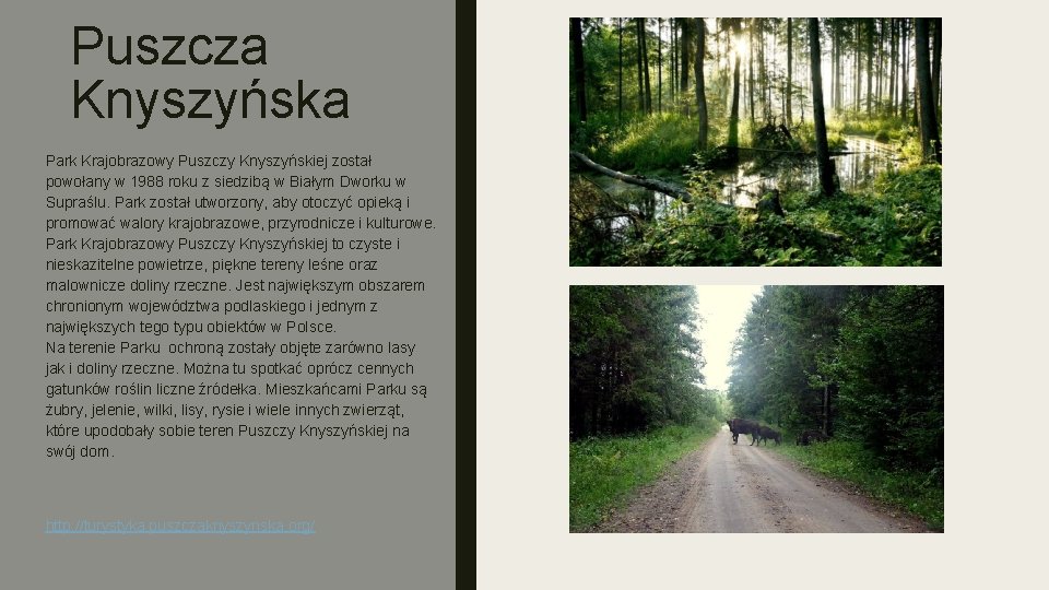 Puszcza Knyszyńska Park Krajobrazowy Puszczy Knyszyńskiej został powołany w 1988 roku z siedzibą w