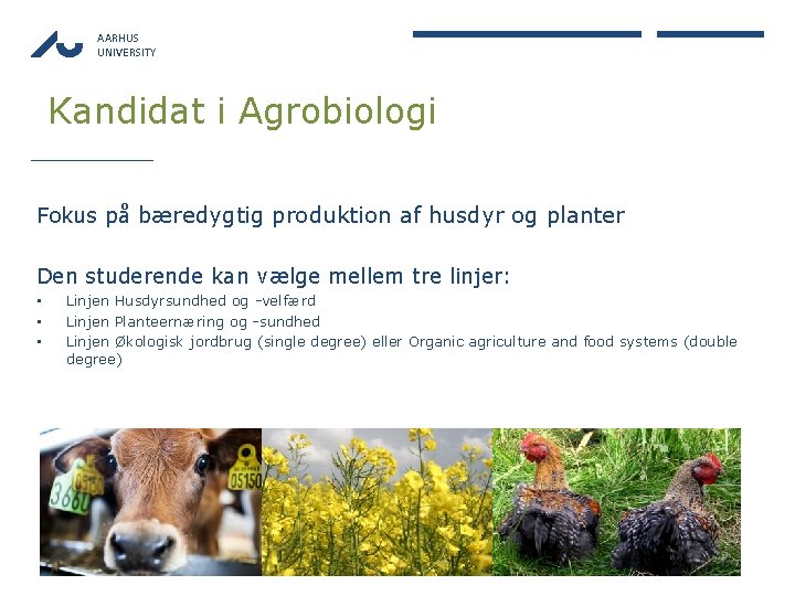 AARHUS UNIVERSITY Kandidat i Agrobiologi Fokus på bæredygtig produktion af husdyr og planter Den