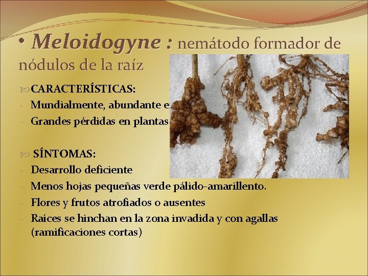  • Meloidogyne : nemátodo formador de nódulos de la raíz CARACTERÍSTICAS: - Mundialmente,
