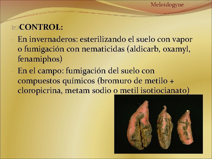 Meloidogyne CONTROL: - En invernaderos: esterilizando el suelo con vapor o fumigación con nematicidas