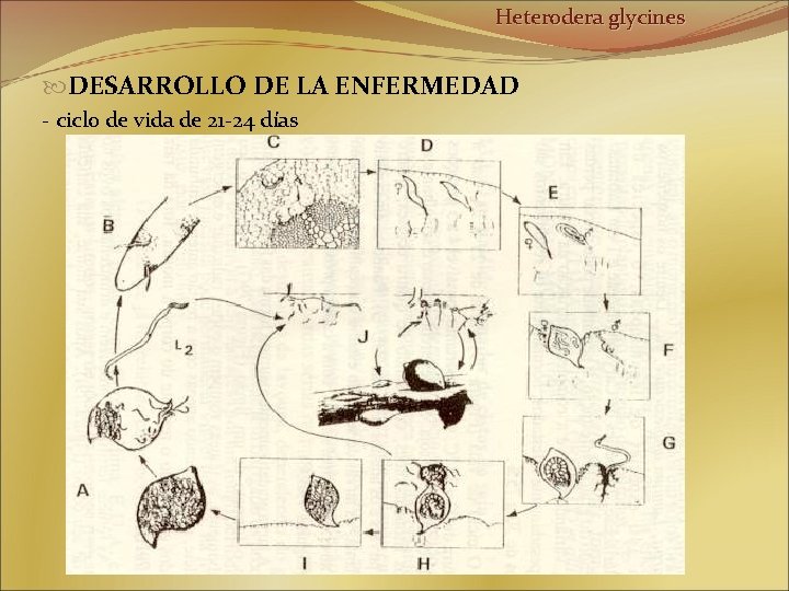 Heterodera glycines DESARROLLO DE LA ENFERMEDAD - ciclo de vida de 21 -24 días