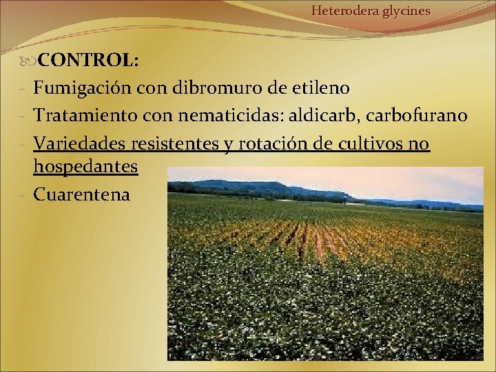 Heterodera glycines CONTROL: - Fumigación con dibromuro de etileno - Tratamiento con nematicidas: aldicarb,