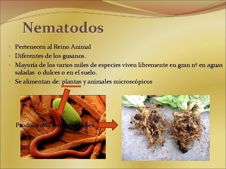 Nematodos • Pertenecen al Reino Animal • Diferentes de los gusanos. • Mayoría de