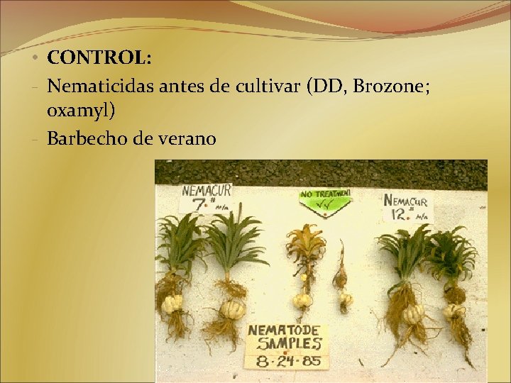  • CONTROL: - Nematicidas antes de cultivar (DD, Brozone; oxamyl) - Barbecho de