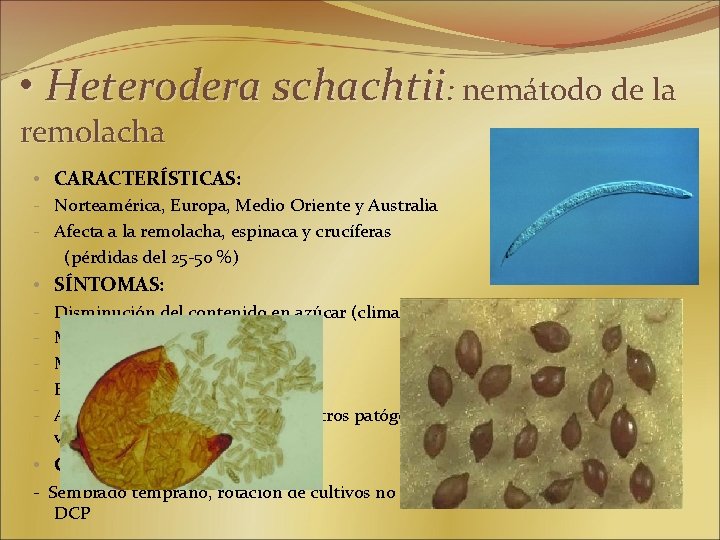  • Heterodera schachtii: nemátodo de la remolacha • CARACTERÍSTICAS: - Norteamérica, Europa, Medio