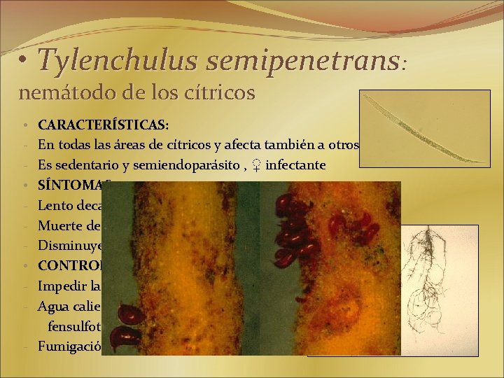  • Tylenchulus semipenetrans: nemátodo de los cítricos CARACTERÍSTICAS: En todas las áreas de