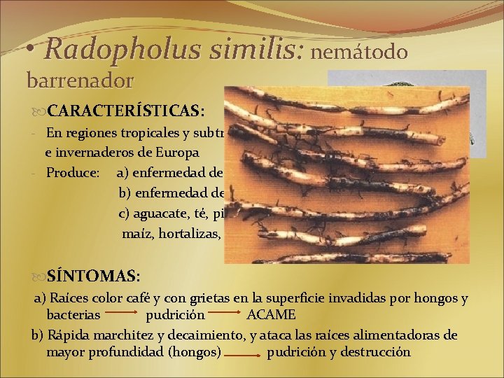  • Radopholus similis: nemátodo barrenador CARACTERÍSTICAS: - En regiones tropicales y subtropicales, e