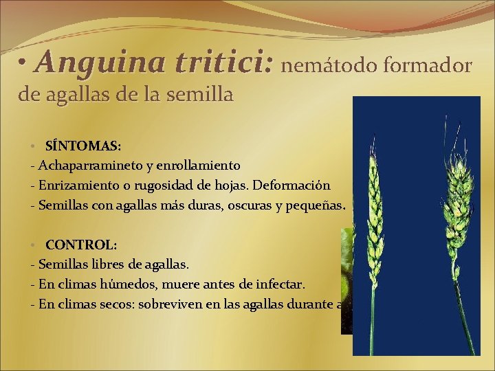  • Anguina tritici: nemátodo formador de agallas de la semilla • SÍNTOMAS: -