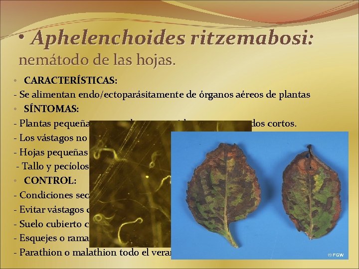  • Aphelenchoides ritzemabosi: nemátodo de las hojas. • CARACTERÍSTICAS: - Se alimentan endo/ectoparásitamente