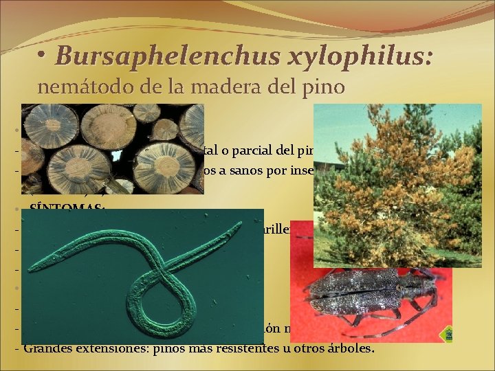  • Bursaphelenchus xylophilus: nemátodo de la madera del pino • CARACTERÍSTICAS. - Agente