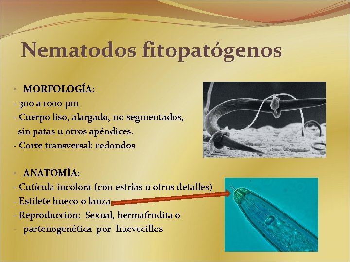 Nematodos fitopatógenos • MORFOLOGÍA: - 300 a 1000 µm - Cuerpo liso, alargado, no
